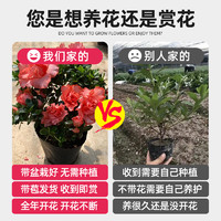 Ling Wo 领沃 杜鹃花卉盆栽带花苞四季开花客厅绿植秋冬室内植物鲜花苗耐寒耐冻