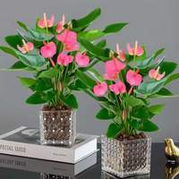 福饲 红掌盆栽带花室内水培植物客厅鲜花绿植粉掌一帆风顺鸿运当头花卉