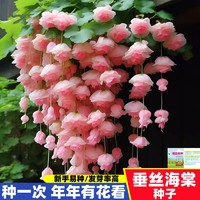 垂丝海棠花种子垂吊植物四季播种易活开花盆栽室内外阳台花卉种子