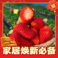 寿禾 章姬草莓苗1盆