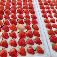 鲜程祥合 果王 巨无霸 红颜99草莓 2.5斤装 单果30-50g