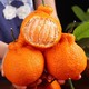  正宗不知火丑橘丑八怪橘子 10斤 特大果85MM-105MM（18个内）　