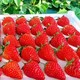 新鲜现摘 红颜99草莓 2.5斤装 大果20-40g