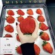  红颜99奶油草莓 单果20G*15粒 1盒装　