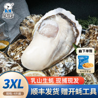 贝司令（BEISILING）【鲜活】乳山生蚝海鲜贝类3XL大号净重4斤 8-15只装