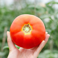 攀枝花露天西红柿 10斤大果(单果约150g)