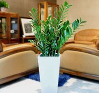 自然萃 金钱树5-6棵室内客厅大绿植盆栽