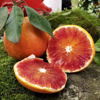 美得乐 塔罗科血橙 单果60-65mm 5斤