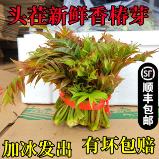 村乐惠春节不打烊香椿芽新鲜头茬红油香春嫩芽叶蔬菜陕西秦岭云南春天 春节不打烊秦岭一斤头茬香嫩