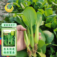凤鸣雅世苗苗菜种子10克四季蔬菜种孑阳台盆栽大田种植农场用种子
