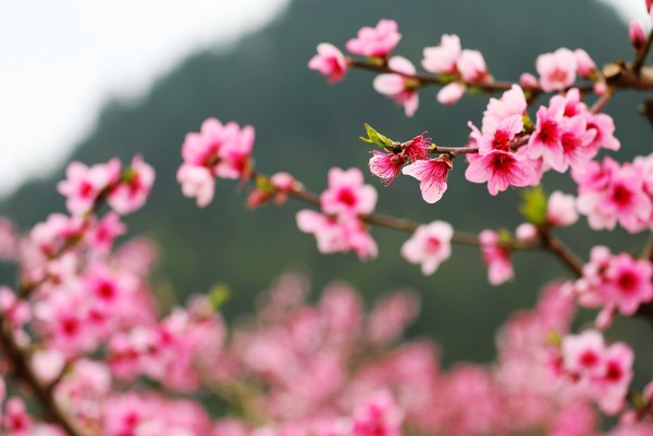 春赏花夏吃桃，比邻蒋氏故里！宁波溪口夜泊君亭酒店 民国风情高级大床房1晚套餐（含双早+minibar+餐饮9折等）