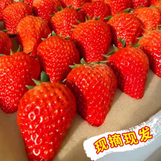 珞宴【开年的第一颗草莓】大凉山99奶油红颜大草莓 拍2合发5斤装一件 甄选红颜99草莓 2.5斤 20-30G果
