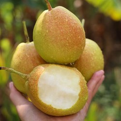 自然搭档 新疆库尔勒香梨1.8斤装 约10个左右新鲜水果香甜脆爽皮薄多汁