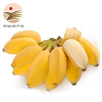 静益乐源 广西小米蕉 现摘现发 新鲜香蕉水果 9斤