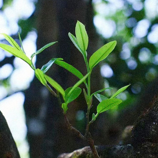 吉顺号（JISHUNHAO） 2022春茶古300易武薄荷塘古树茶普洱茶生茶饼云南七子饼生普茶叶 200克1片