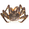 【活鲜】御鲜之王 鲜活帝王蟹 生鲜螃蟹 海鲜水产长脚蟹 5.0-5.3斤/只  1只
