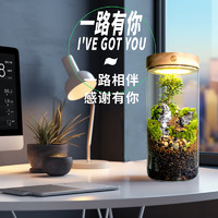 丘辰青苔藓微景观生态瓶办公室内桌面绿植造景观植物盆栽摆件 一路有你