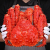 老蟹将 新鲜帝王蟹鲜活熟冻智利进口特大螃蟹生鲜海鲜 熟冻帝王蟹 帝王蟹4.8-5.2斤