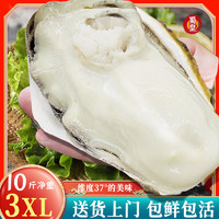 蜀皇乳山生蚝鲜活特大牡蛎海蛎子带壳生蚝贝类海鲜水产10斤3XL号