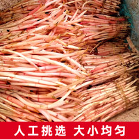 嫩芽折耳根四川鱼腥草嫩叶子侧耳根猪鼻孔凉拌菜农家自种新鲜蔬菜