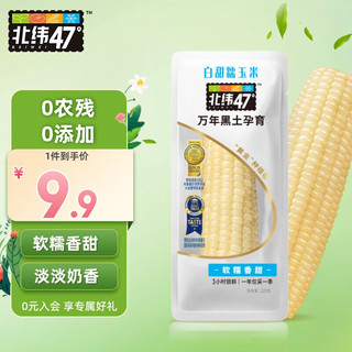 北纬47° BEIWEI）白甜糯玉米220g*1穗  低脂玉米棒糯玉米东北玉米 粘玉米 尔滨特产 白糯玉米1穗