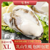 惠蚝鲜活乳山生蚝XL号净重4.5kg海鲜贝类新鲜牡蛎年货源头直发生蚝