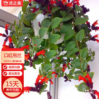 沭之美 口红吊兰植物垂吊吊篮绿植盆栽花卉 口红吊兰+塑料螺纹盆