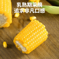 3.8焕新、88VIP：华田禾邦 新鲜东北黄糯玉米 1.6kg