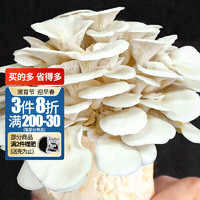 shouhe 平菇种子蘑菇家庭种植菌包自种可食用菌子 纯白平菇菌包 1个约1kg/大号
