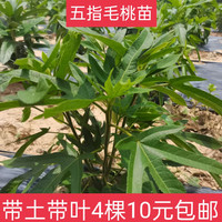 花中酷 广西发货五指毛桃苗中药材果树苗四季种植苗带土带叶二年丰收 试种苗10厘米高4棵 15cm以下