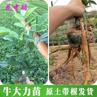 花中酷 牛大力种植苗 5棵小叶牛大力 15cm(含)-30cm(不含)