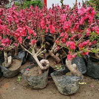 御春阁 盆景 造型 庭院盆栽桃花树苗寿星桃苗 桃花盆景 碧桃苗花卉不含盆 寿星桃弯曲8年大苗