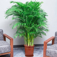 泰西丝 散尾葵盆栽办公室内客厅大型绿植物盆栽 1-1.3米散尾葵10棵(白螺纹盆) 含盆