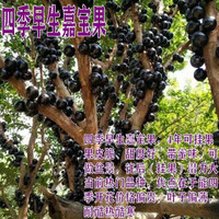 肉总管 嘉宝果树苗树葡萄苗正宗台湾树葡萄沙巴四季盆栽南北种植当年结果 四季早生5年苗当年结果 81cm(含)-110cm(含)