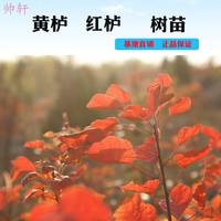 帅轩 黄栌红栌苗树苗盆栽地栽盆景老桩绿化苗香山红叶小苗南方北方种植 地径1公分 90cm(含)-99cm(含)
