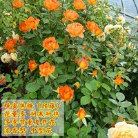 jinfeng 锦枫 月季花苗  藤本月季花苗 欧月藤大花浓香爬藤植物绿植盆栽花卉 蜂蜜焦糖 4年苗