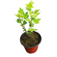 花姬 灯笼果树苗东北醋栗浆果姑娘果绿化植物庭院盆栽地栽种植果树苗木 灯笼果 30-40cm高，三个以上分叉