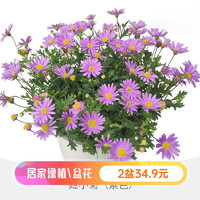 HONGYUE 虹越 玛格丽特盆栽苗 庭院花园阳台爆花重瓣多年生观赏草花卉苗 姬小菊 紫色，140#