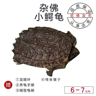 茶巷友名 北美小鳄龟杂佛鳄龟苗活物小乌龟宠物活泼外塘凶猛食用幼苗 杂佛小鳄龟(6-7cm)(精心挑选) 3只(繁殖配对)(1公2母)