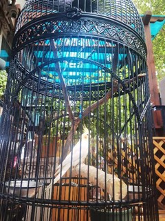 大型 欧式鸟笼 铁艺超大鹦鹉八哥别墅鸟笼户外落地鸟笼花园装饰笼
