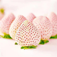 88VIP：山东青岛淡雪草莓2/4盒装中果香甜多汁整箱包邮