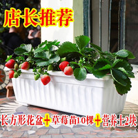 语安 奶油草莓苗盆栽四季开花结果室内外花卉盆栽食用四季草莓苗秧子 长方形条纹花盆+草莓12+营养土