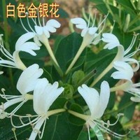 青渊 金银花苗树苗盆栽植物爬藤植物 红色金银花小苗庭院阳台种植 白色金银花4年苗