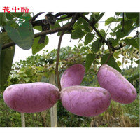 花中酷 盆栽苗苗八月瓜 八月炸 三叶木通庭院阳台爬藤植物 四年苗隔年结果 苗