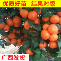 花姬 广西沙糖桔子树苗嫁接金葵四会砂糖橘子盆栽果树南方种植 试种：四会沙糖桔1棵限购1棵多拍不发 50cm(含)-60cm(不含)