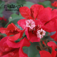 金枝景 重瓣三角梅苗盆栽重瓣三角梅树苗三叶梅盆景爬藤植物四季开花卉绿植  10号美露4年苗 不含盆