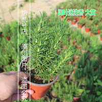 花姬 阔叶迷迭香盆栽苗 食用烘焙西餐牛排香草花卉绿植 香料植物 M阔叶迷迭香大苗(花盆剪边) 不含盆
