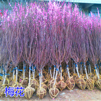 青渊 梅花树苗红梅绿梅榆叶梅美人梅树桩庭院绿化室外阳台盆栽花卉植物 原生2公分粗备注品种 不含盆