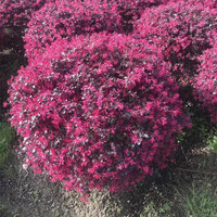 花e流 红继木红花继木红继木苗红继木球红桎木红花檵木苗绿化苗10cm以下 继木苗20棵