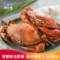 【活鲜】渔传播 同城速配 鲜活南宁青蟹 膏蟹4-5两/只 合计4只螃蟹海鲜生鲜